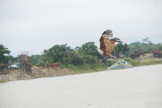 Red kite bird soaring in overcast sky above calm water 