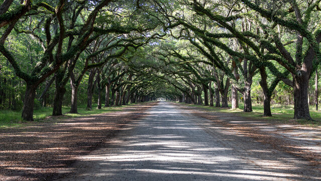 Live oak tree tunnel with Spanish moss along scenic driveway in Georgia
