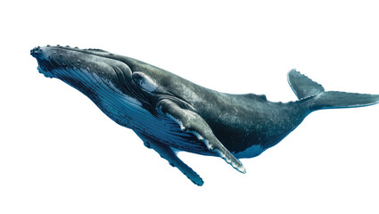 Majestic humpback whale swimming gracefully, isolated on transparent background © Nolan