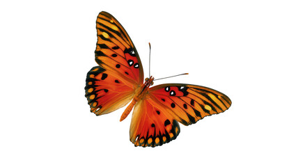 Orange monarch butterfly with black stripes and spots, isolated on transparent background © Nolan
