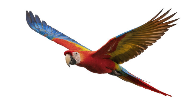 Scarlet macaw parrot with vibrant red yellow and blue plumage flying, isolated on transparent background