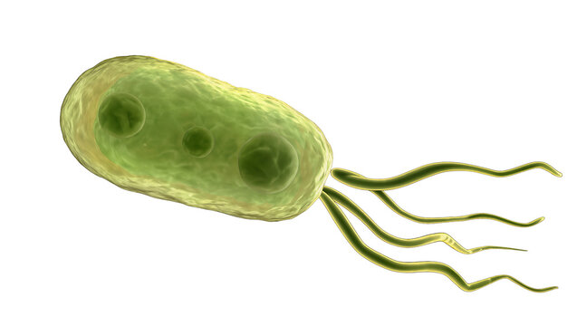 Green rod-shaped bacterium with flagella, isolated on transparent background