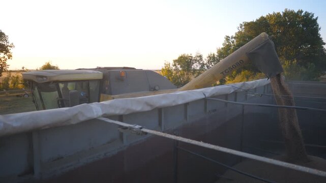 View of crop wheat loading. Yellow dry kernels falling from combine auger into trailer. Working process on farm at evening time. Beautiful scenic view with sunset at background. Slow motion Dolly shot