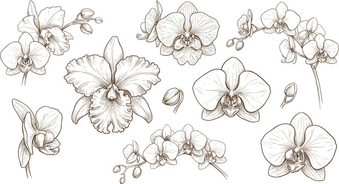 Elegant hand drawn vector sketch set of orchid flowers buds and blooming branches isolated on white background for wedding card and botanical designs