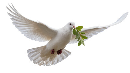Fototapeta premium White dove with green leaves in beak, isolated on transparent background