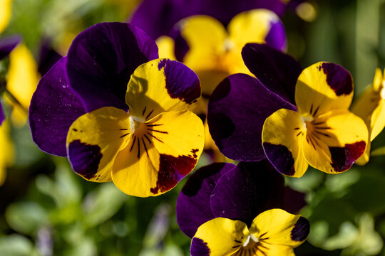Garden pancy, viola wittrockiana in yellow and maroon color in a garden