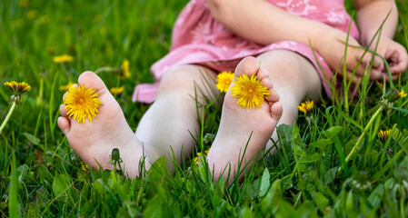 Close-up of child barefoot feet with yellow dandelion flower on green grass in summer. © Anna