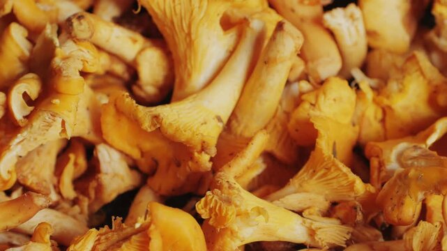 Cooking chanterelles closeup macro, grilled Mushrooms closeup. Roasted chanterelles and a wooden spoon.