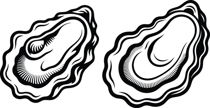 Two oysters in a minimalist black and white illustration with shellfish illustration minimalist delicacy gastronomy nutrition