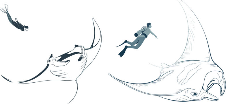Diver swimming with manta rays in clear blue water manta ray marine life underwater swimming wildlife adventure recreation exploration paradise