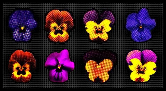 Vibrant RGB halftone pansy flowers vector set. Retro grunge punk zine aesthetic pansies icons with halftone dots print texture on black background for poster and streetwear design.