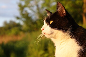 Close-up portrait of a curious adventure cat looking at the sunset © Karina