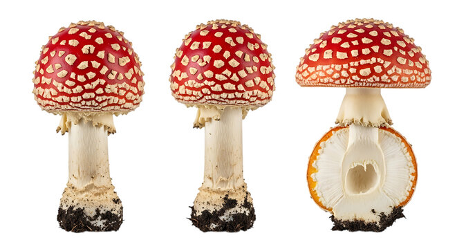 Fly agaric mushrooms isolated on transparent background