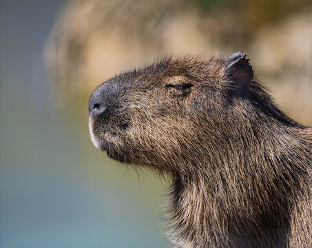 Capybara scouting for predators