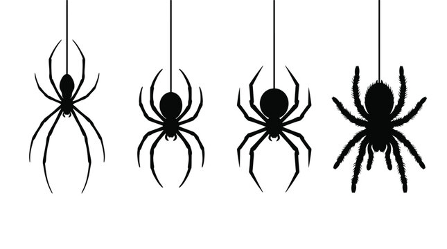 Silhouette of a spider hanging from a web, halloween vector