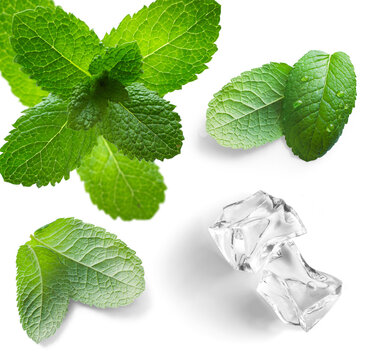 Art green mint leaves set and ice cube with neutral transparent shadow for design element on any color background