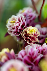 Cluster of frilly pink columbine flowers blooming in garden © Piotr