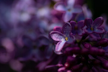 Macro of small lilac flower petals covered with dewdrops and caught in a beam of light in the dark © Александра Плискова