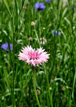 Delicate pink cornflower blooming in a lush green summer meadow
