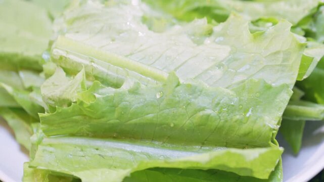 Fresh romaine lettuce for hot pot
