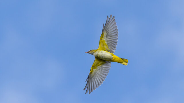 Eurasian Golden Oriole captured in flight.