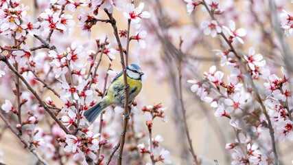 European Blue Tit © Mehmet