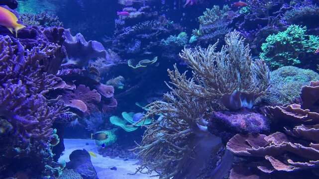 tropical fish of different colors swimming in aquarium 
