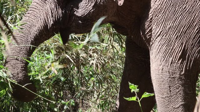 Female Asian elephant eating bamboo leaves at the Yok Don Elephant Sanctuary, Vietnam