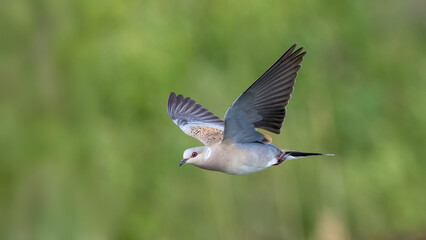 Fototapeta premium Turtle dove in flight.