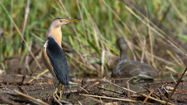 Little Bittern