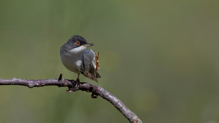 Menetries`s Warbler © Mehmet