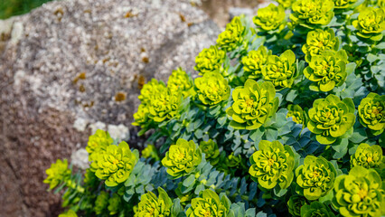 Obraz premium Bright green flowers grow near a rock in a sunny garden setting during the daytime
