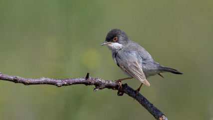 Menetries`s Warbler perched on a branch. © Mehmet
