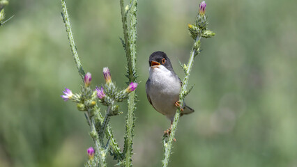Menetries`s Warbler perched on a branch. © Mehmet
