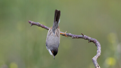 Menetries`s Warbler perched on a branch. © Mehmet