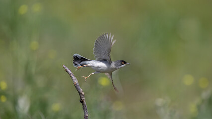 Obraz premium Menetries`s Warbler captured in flight.