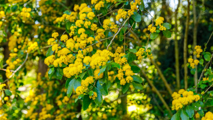 Obraz premium Bright yellow flowers on a tree branch in a green setting during daytime in spring
