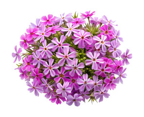 Obraz premium Pink flowering bush cluster with buds - Close-up of a vibrant pink flowering bush with buds, natural and fresh appearance.
