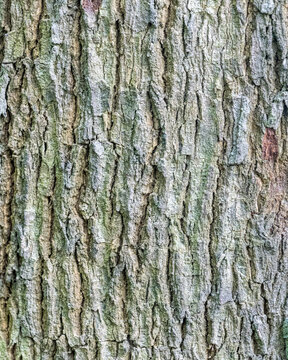 Artistic Mossy Sterculia dawei Bark Micro Texture