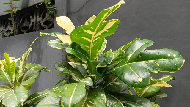 lily of the valley