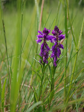 Close-up of a tufted milkwort (Polygala comosa) covered with raindrops in a wet mountain meadow in the B&uuml;kk Mountains, Hungary.