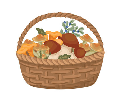 Basket of wild mushrooms. Vector isolated illustration. Design element