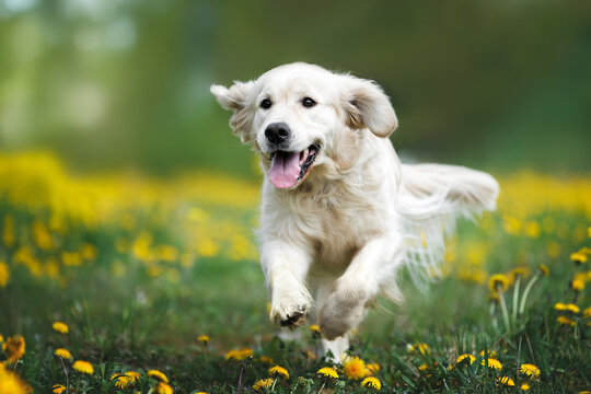 happy golden retriever dog runs through a field of dandelions
