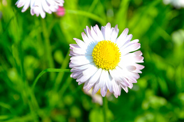 Daisies (Bellis) bloom in May © Lumatis