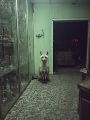 Fototapeta premium Red fox sitting on a tiled floor in an abandoned green-walled room beside dusty glass display cabinets and a dark open doorway