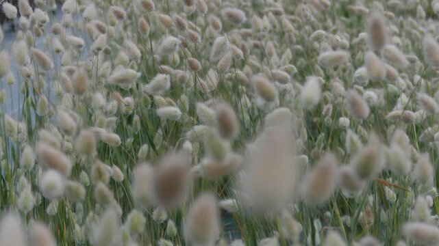 A gentle camera dolly push in moves slowly through a dense commercial cultivation of fluffy bunny tail grass (Lagurus ovatus). The soft, beige, cotton-like ornamental seed heads sway lightly, creating