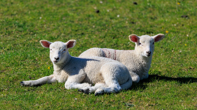 two lambs as brother and sister