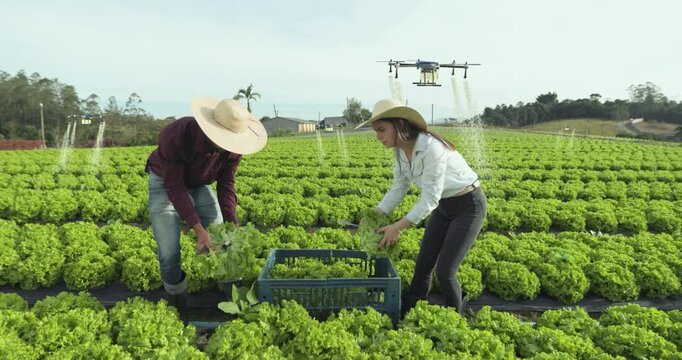 Farmers harvesting lettuce with agricultural drones spraying crops, showing smart farming, technology and sustainable agriculture in 4K.