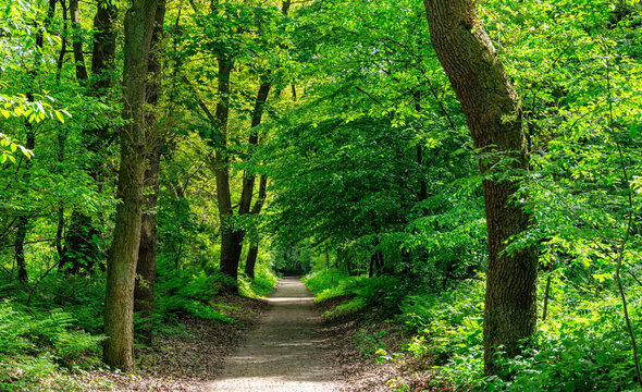 path in the forest