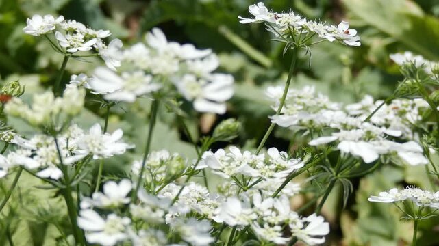 A smooth camera panning tracking shot moves to the right over a cluster of blooming white orlaya grandiflora flowers, commonly known as white laceflower. Small insects and beetles are seen flying and 